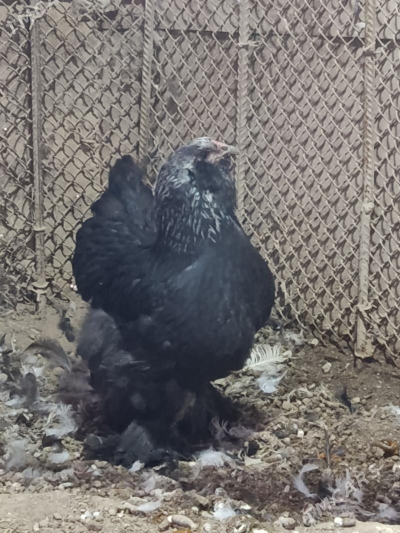 Бролир тройка двойка. - Türkmenabat - img 3