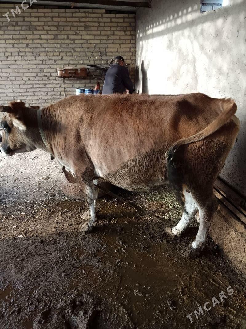 sygyr bakylan - Бабадайхан - img 2