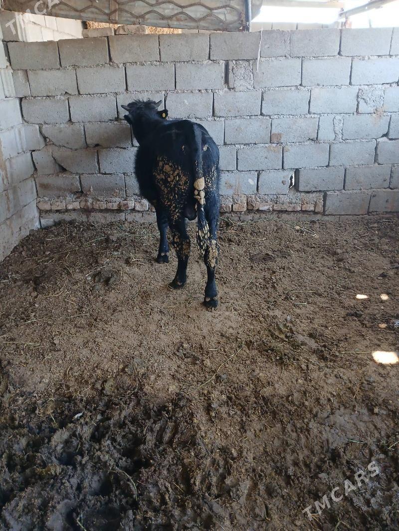 okuz - Gökje - img 7