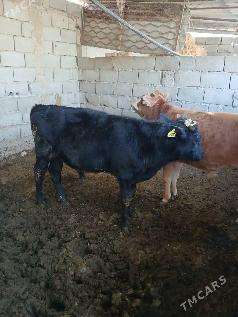 okuz - Gökje - img 10