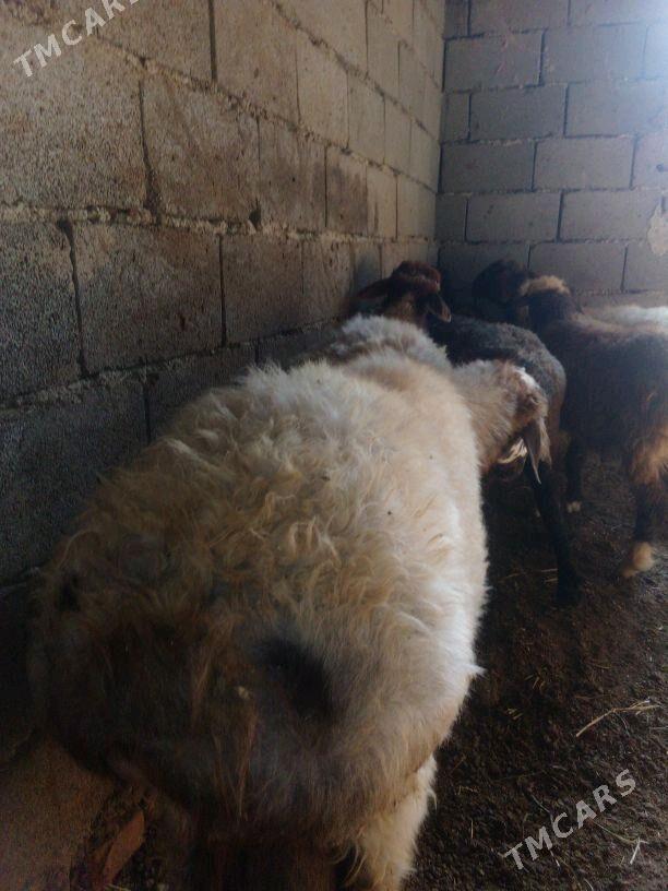 GOŶUN - Bäherden - img 8