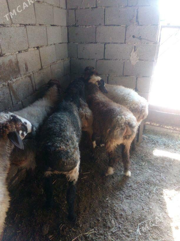 GOŶUN - Bäherden - img 7