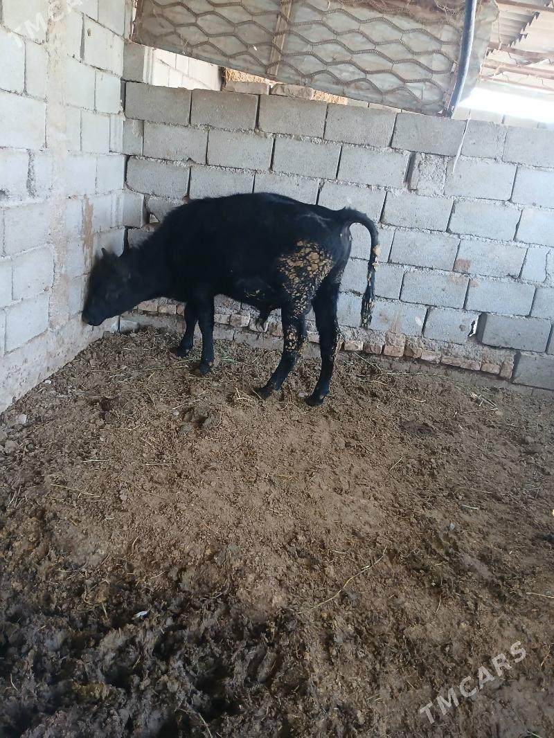 okuz - Gökje - img 8