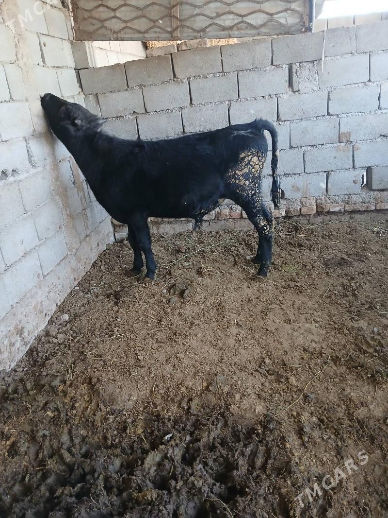 okuz - Gökje - img 9