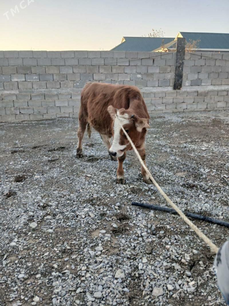 okuz - Gökje - img 2