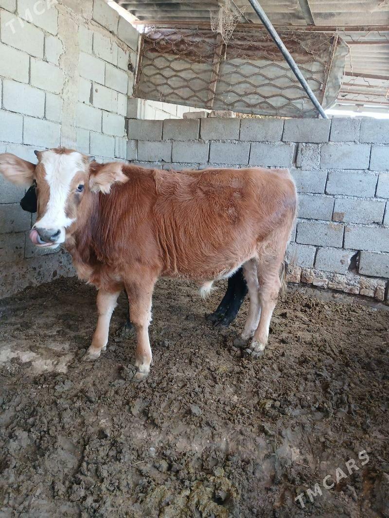 okuz - Gökje - img 4