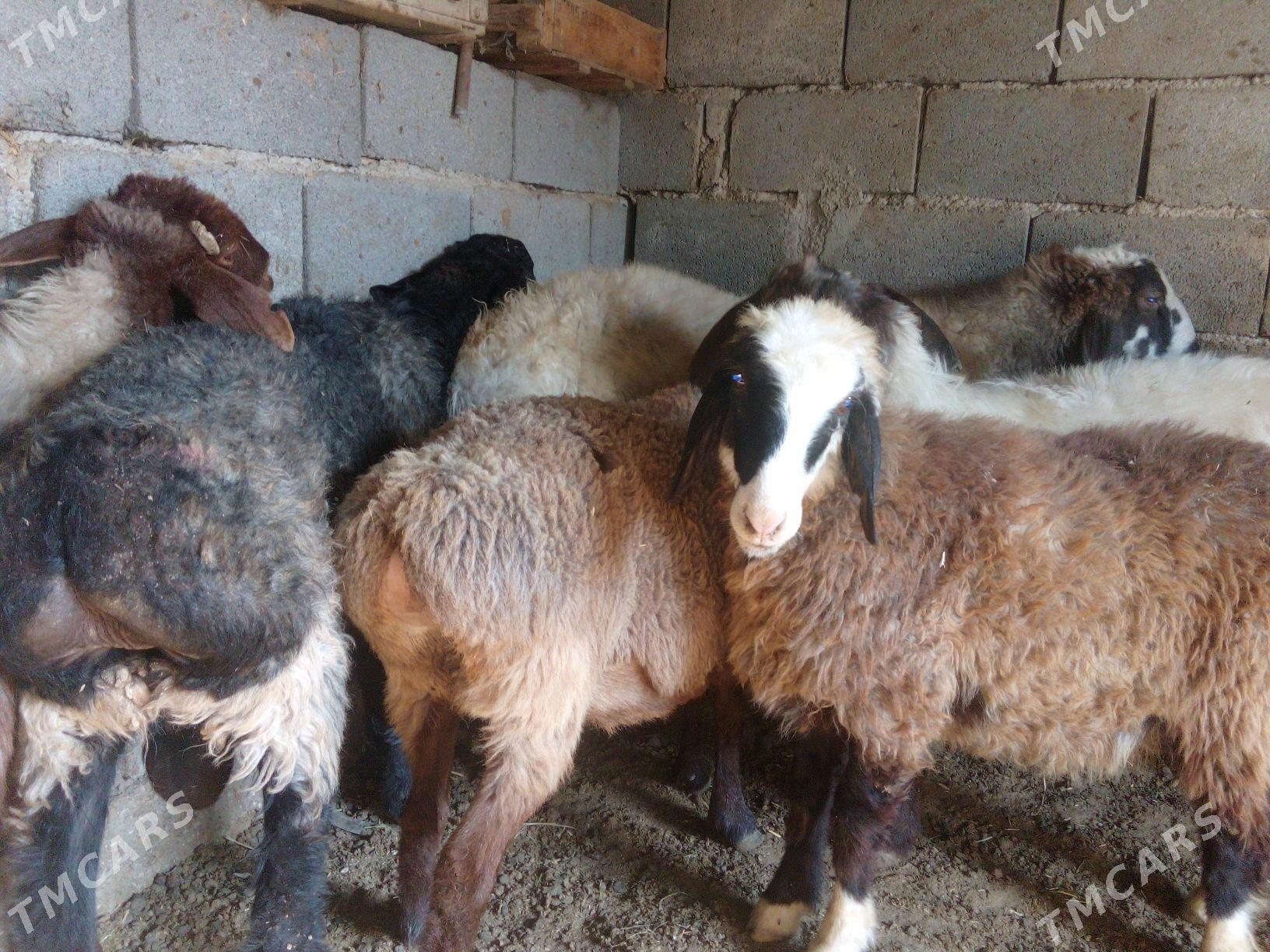 GOŶUN - Bäherden - img 5