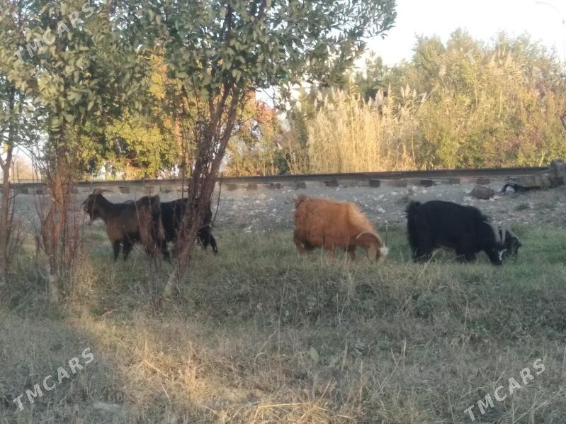 geçiller - Farap - img 4