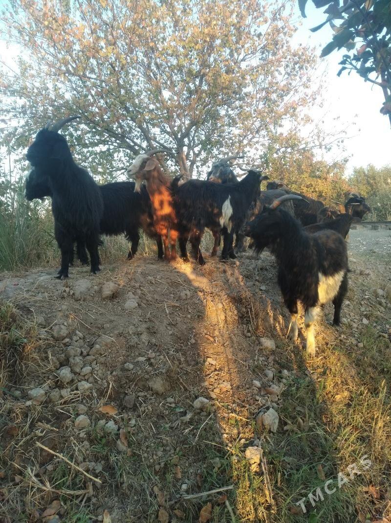 geçiller - Farap - img 5