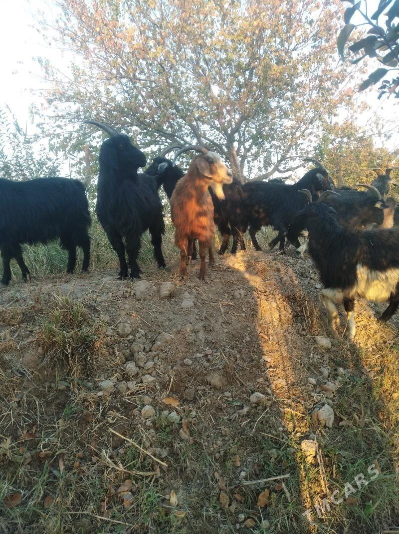 geçiller - Farap - img 2