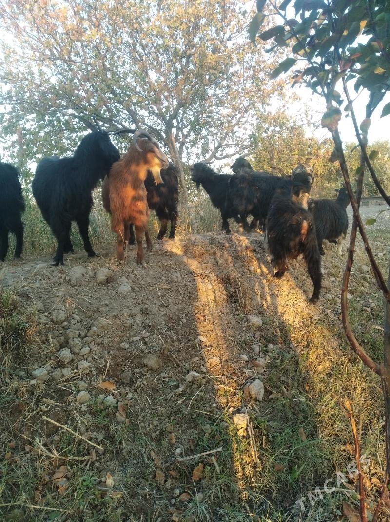 geçiller - Farap - img 3