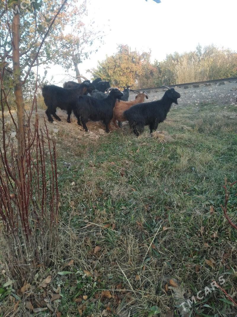 geçiller - Farap - img 10