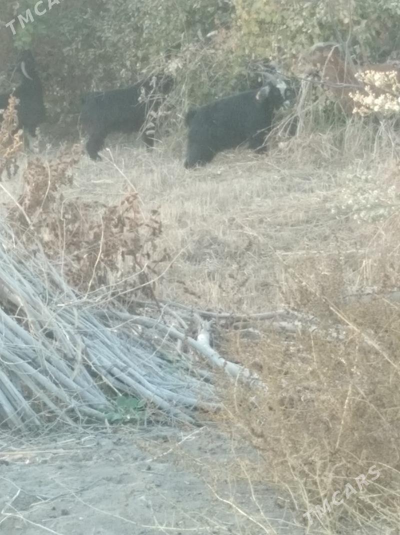 geçiller - Farap - img 6