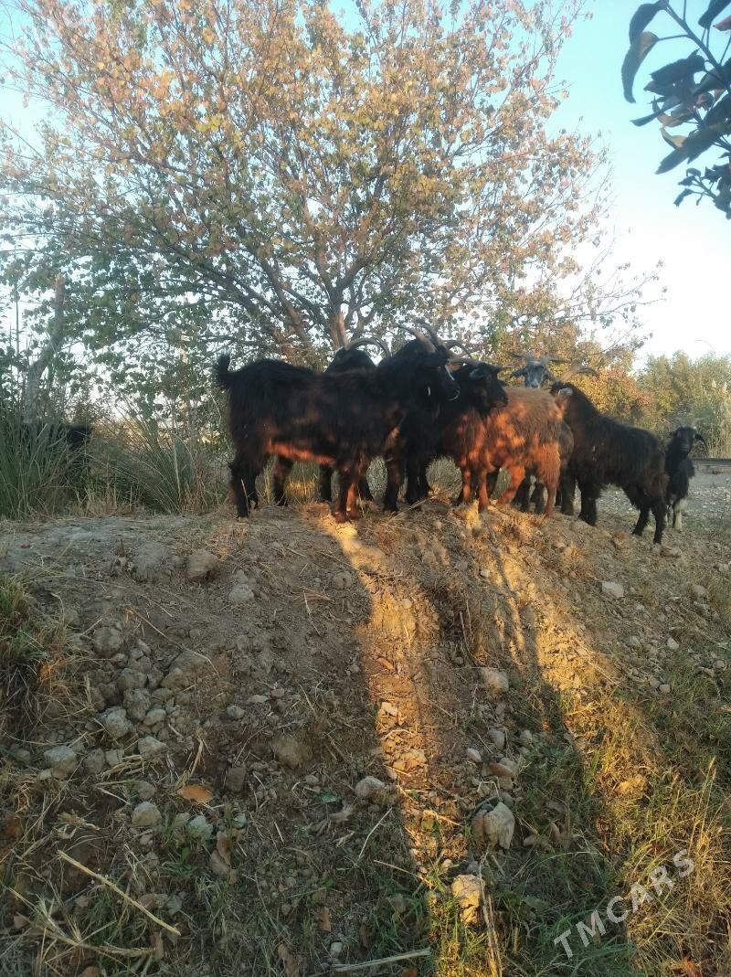 geçiller - Farap - img 7