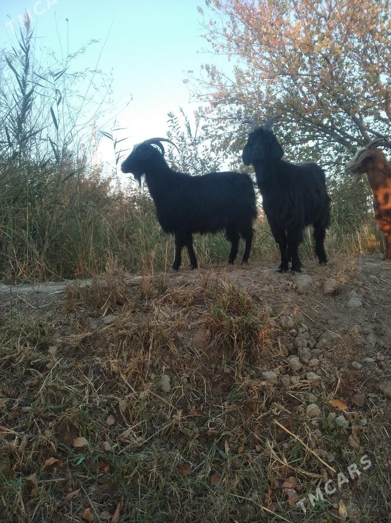 geçiller - Farap - img 8