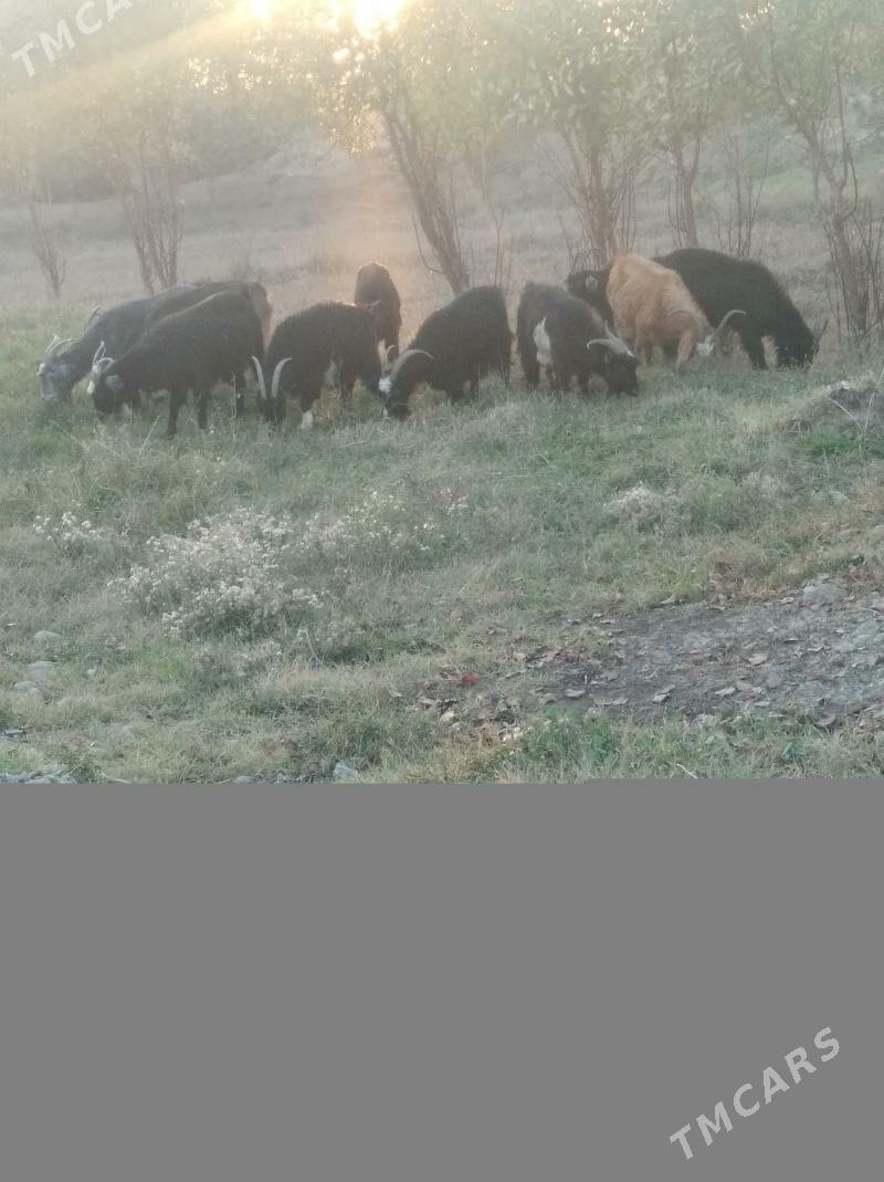 geçiller - Farap - img 9