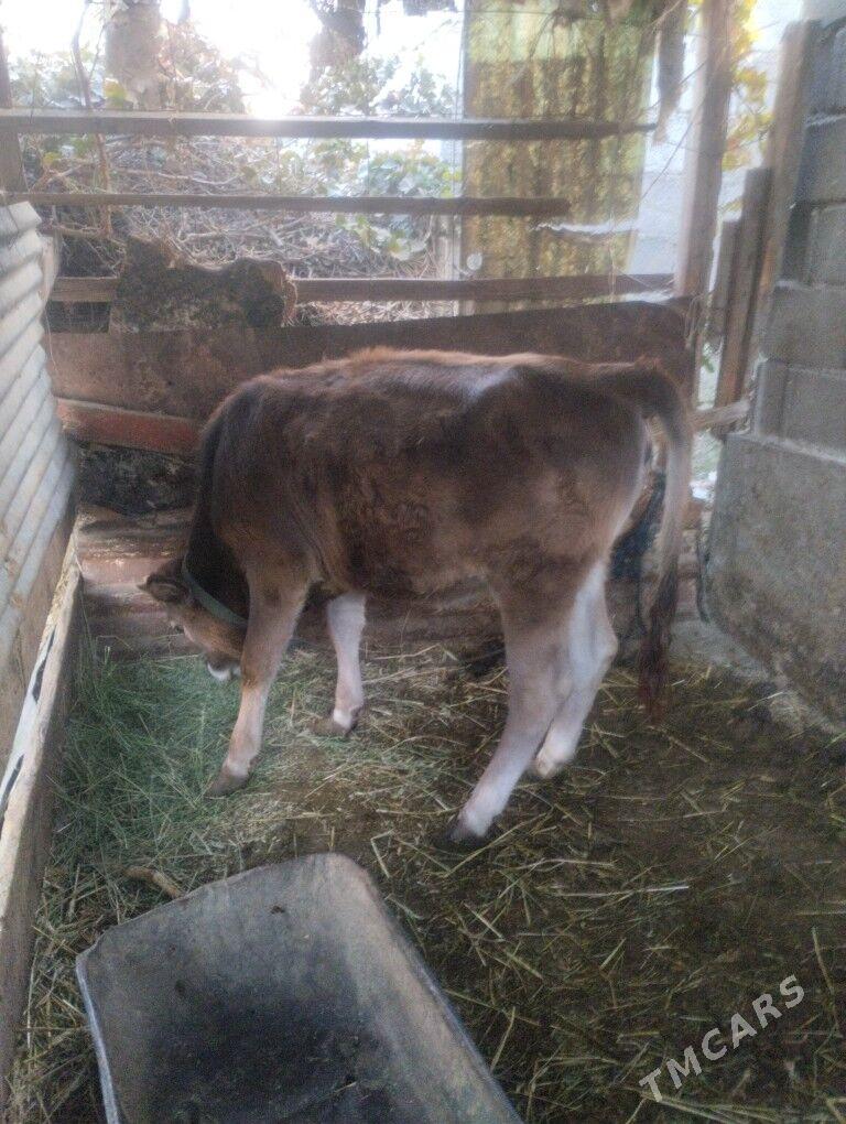 Tuwe - Гёкдепе - img 2