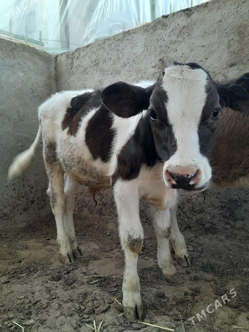 Öküz - Täze zaman - img 4