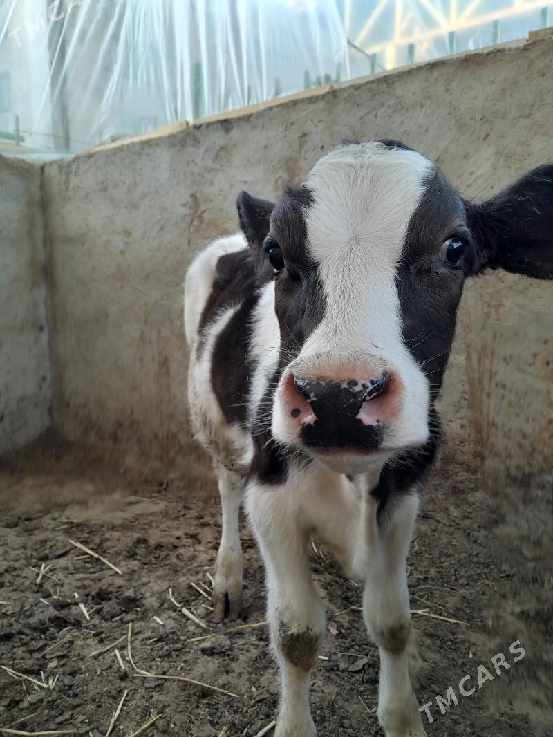 Öküz - Täze zaman - img 2