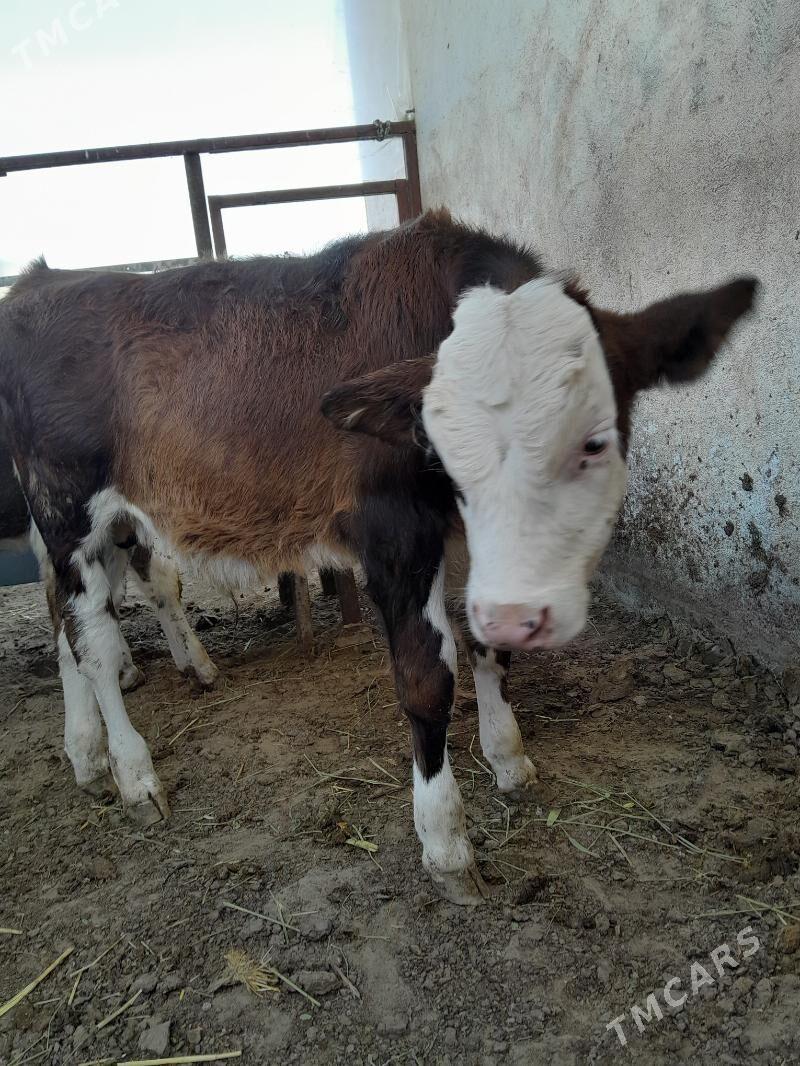 Öküz - Täze zaman - img 3