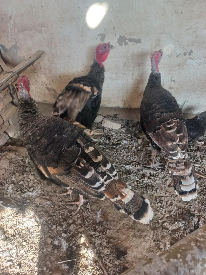 Erkek induk - Мары - img 3