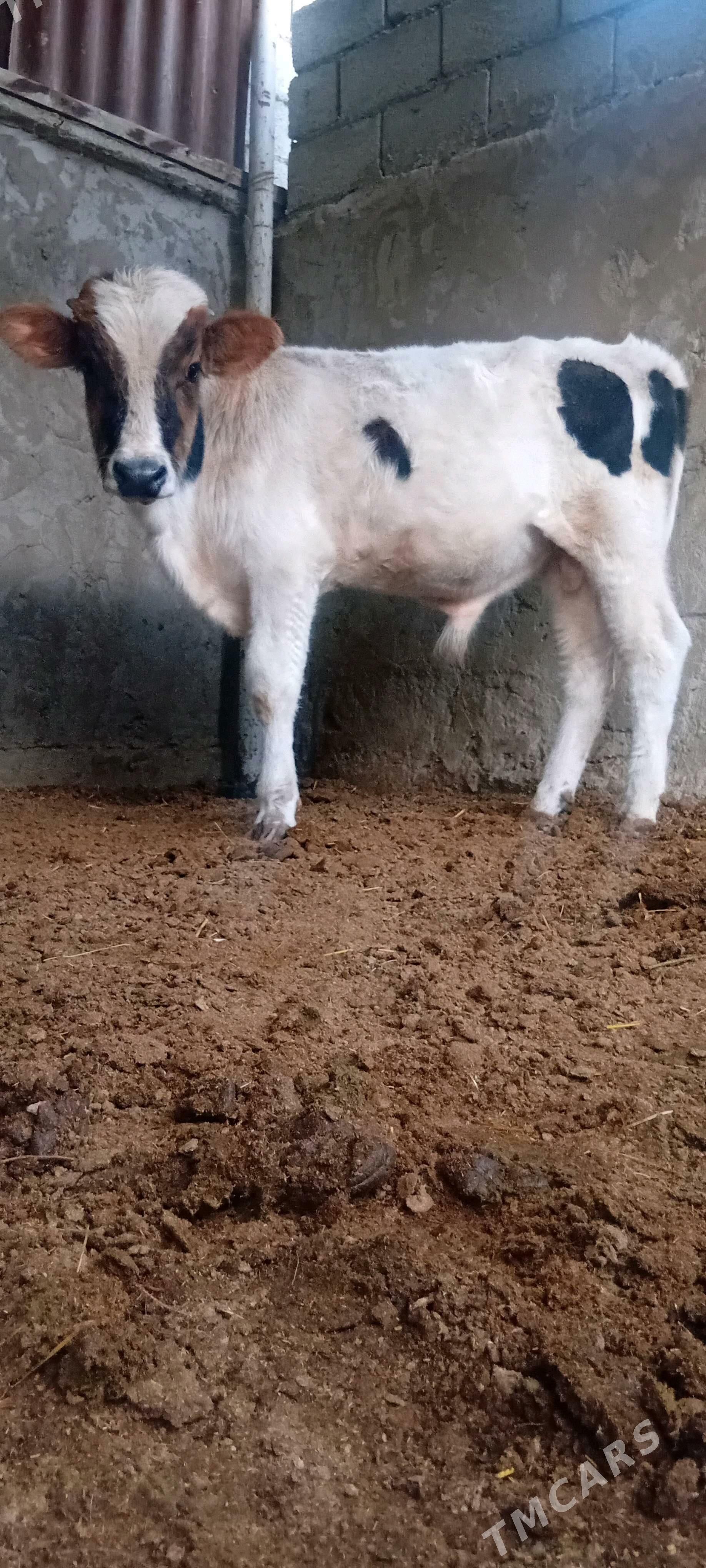 siwes ökuz - Bäherden - img 2