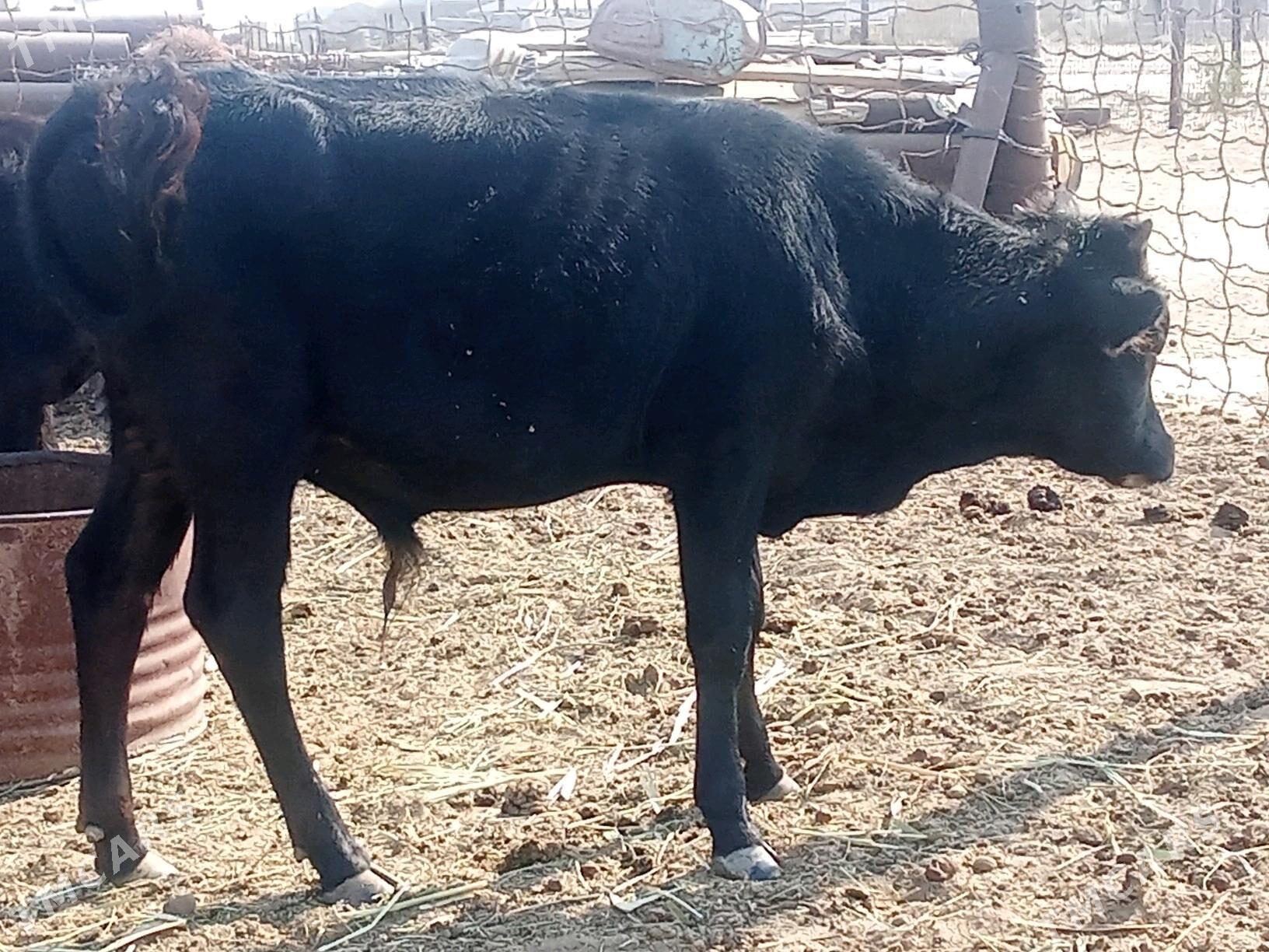 tana - Esenguly - img 2