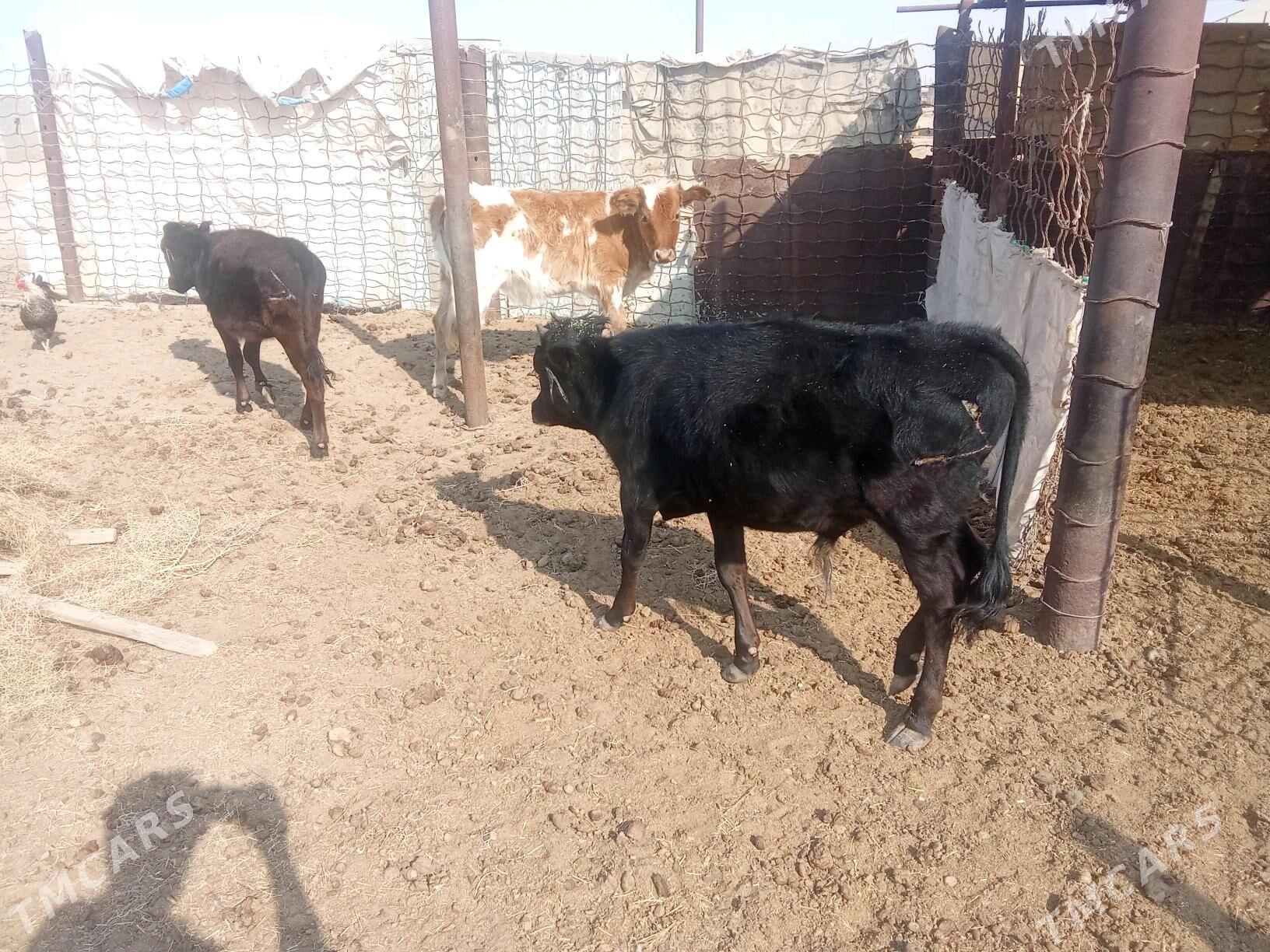 tana - Esenguly - img 1