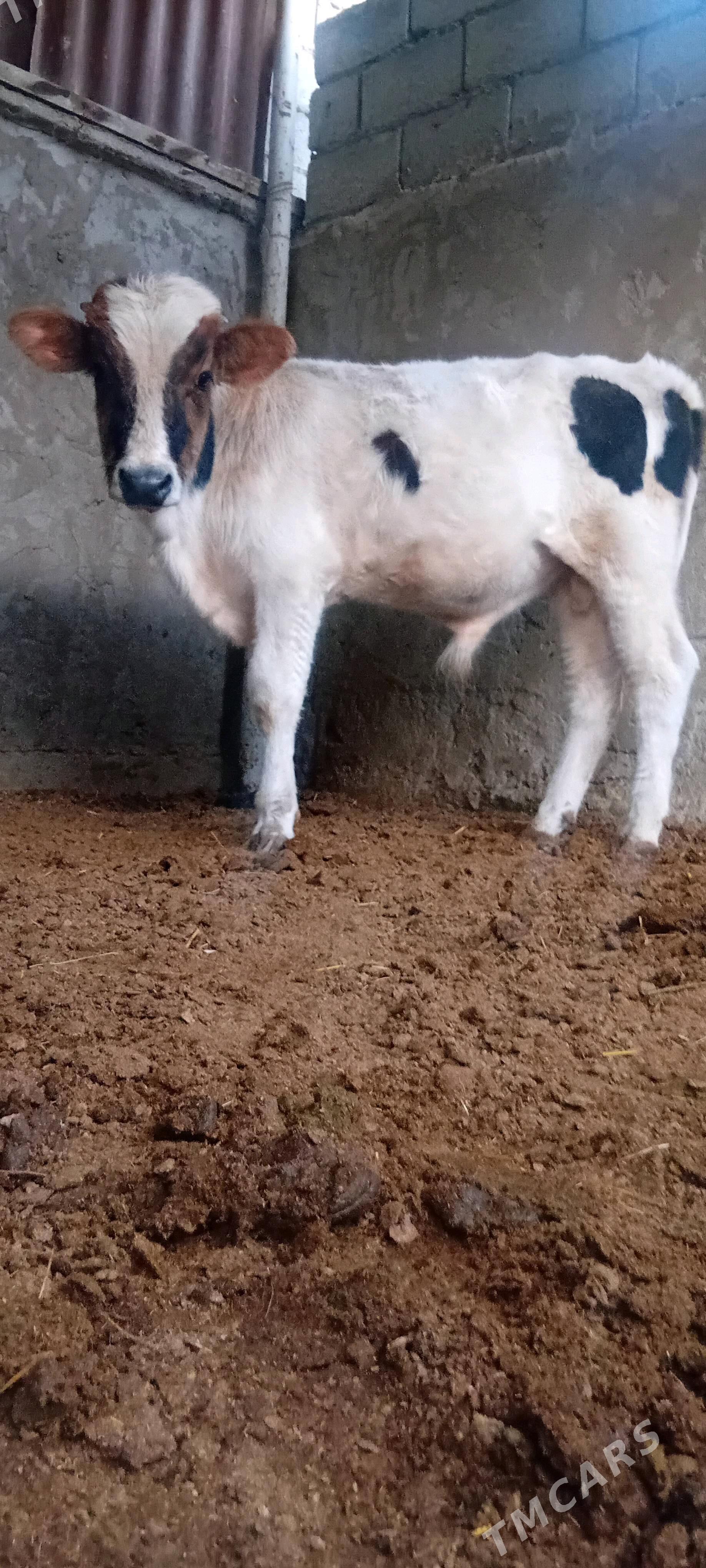 siwes ökuz - Bäherden - img 1