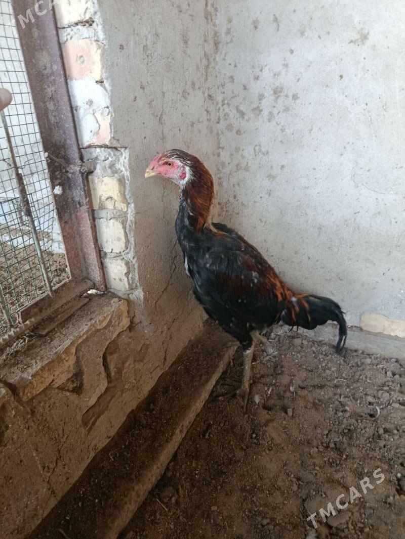 horaz - Türkmenabat - img 3