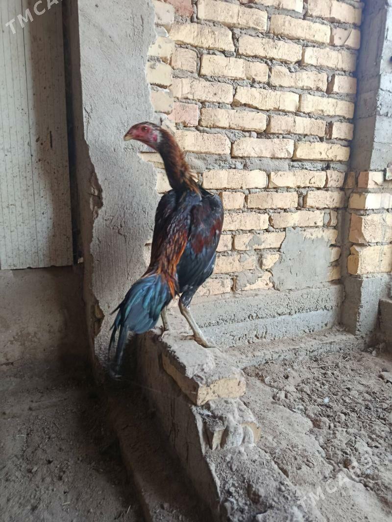 horaz - Türkmenabat - img 4