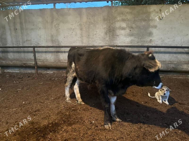 Okuz - Aşgabat - img 1