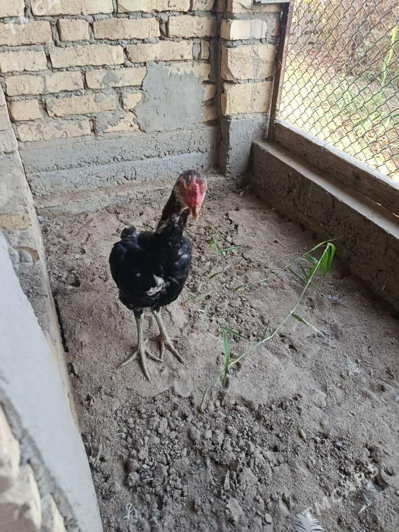 horaz - Türkmenabat - img 2