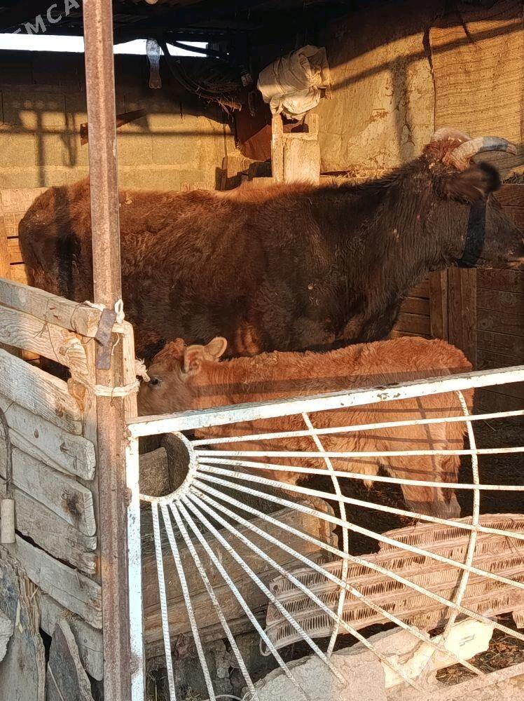 göleli sygyr - Bäherden - img 2