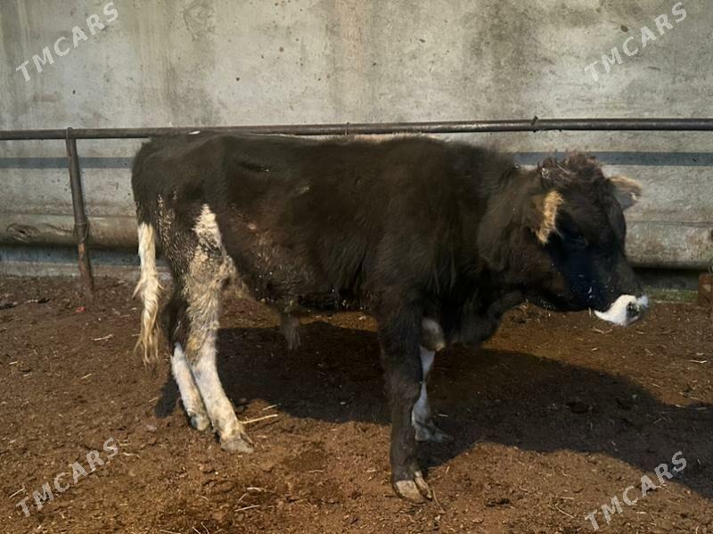 Okuz - Aşgabat - img 2