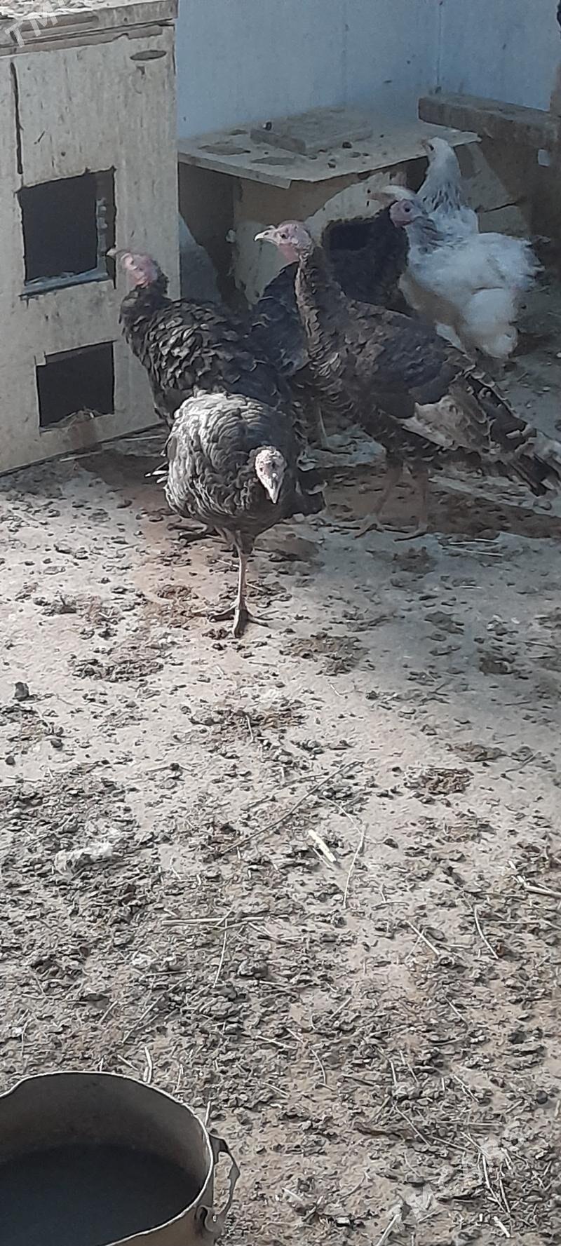 ene induklar - Bäherden - img 3