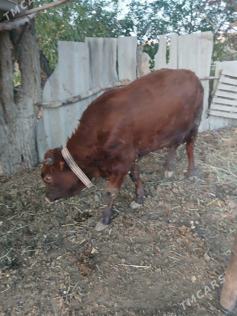 ОКУЗ - Sakarçäge - img 2