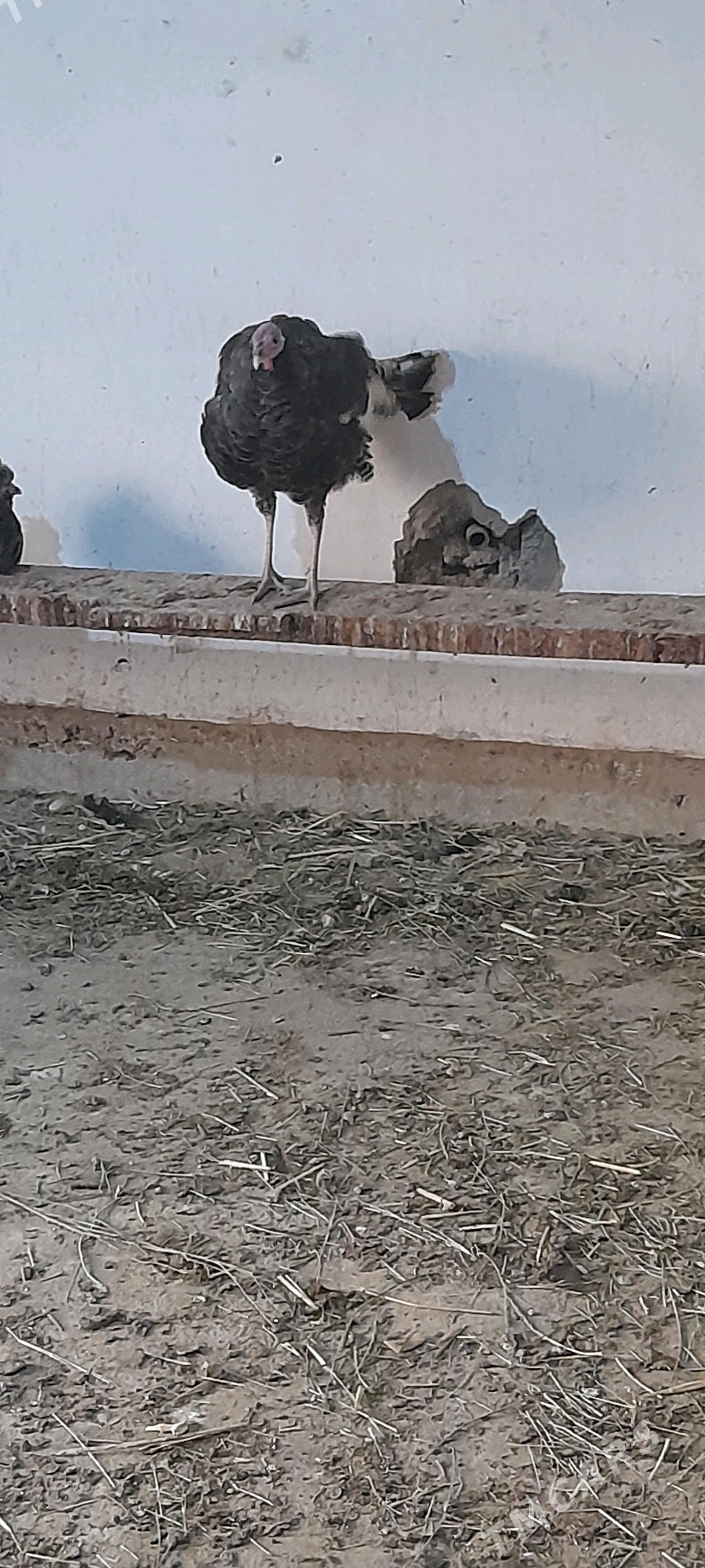 ene induklar - Bäherden - img 2