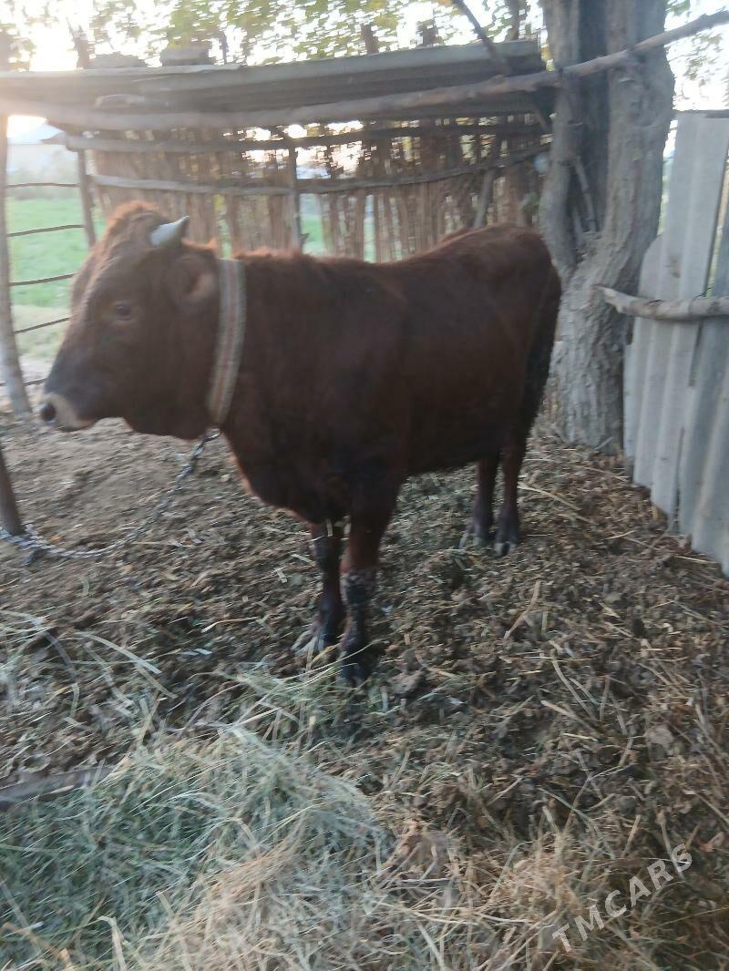 ОКУЗ - Sakarçäge - img 4