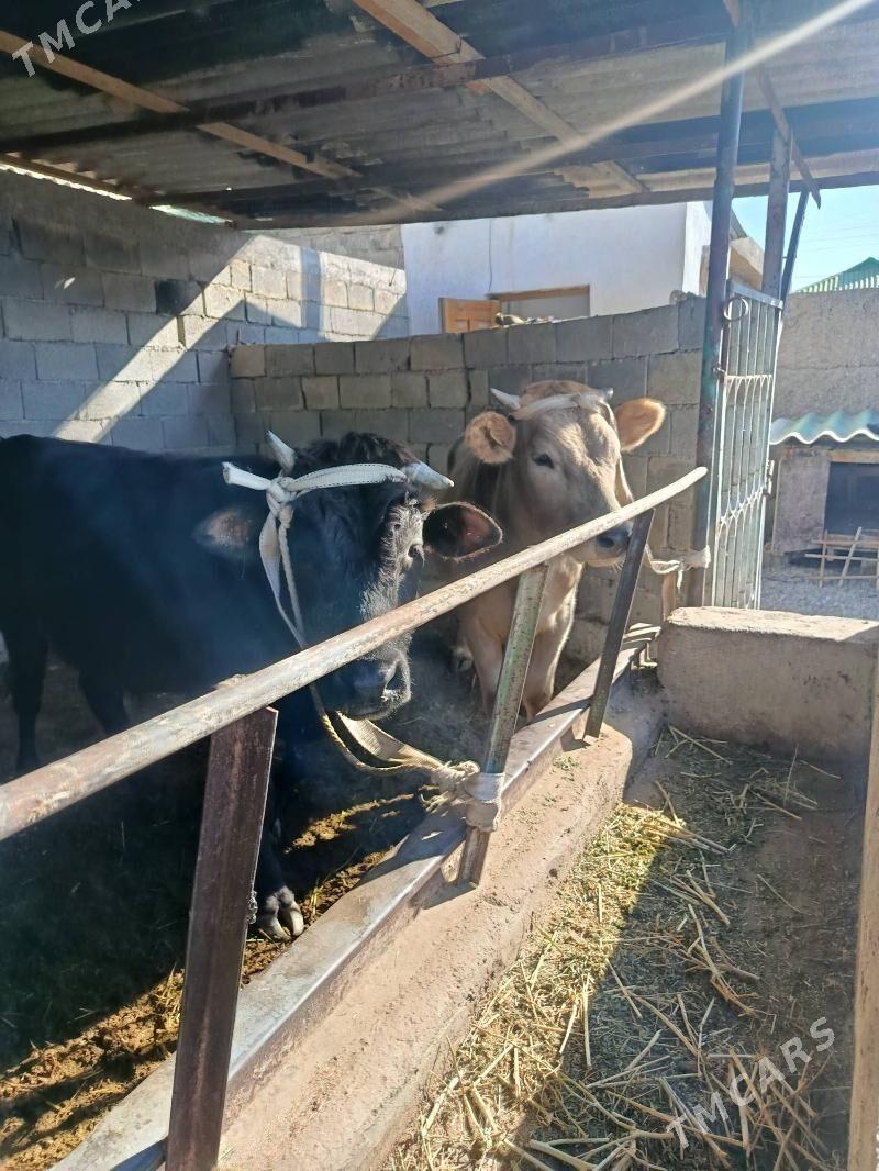 uly okuz ler - Büzmeýin - img 2