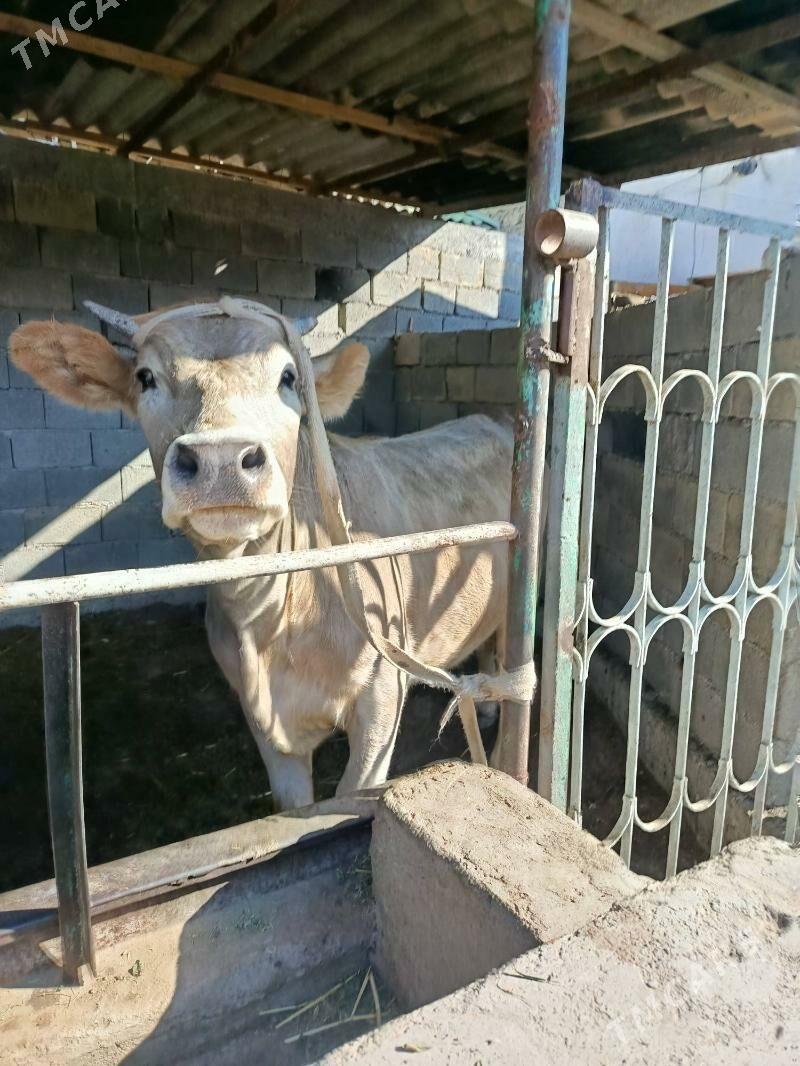 uly okuz ler - Büzmeýin - img 3