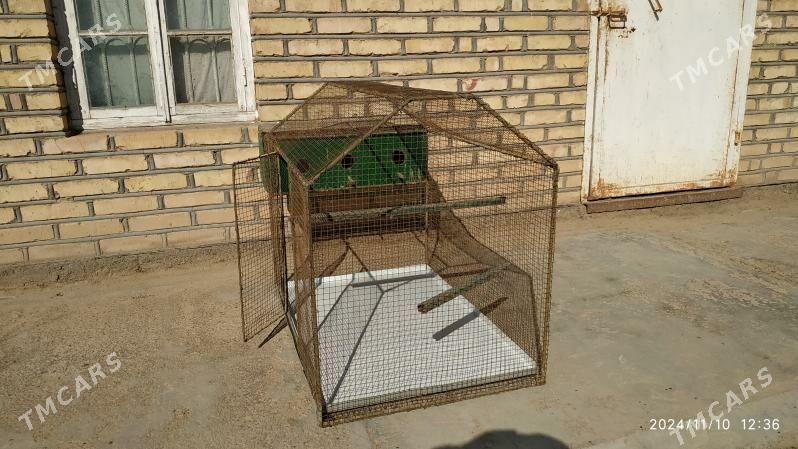 Gus Ketek. Enjam. Biznes - Murgap - img 1