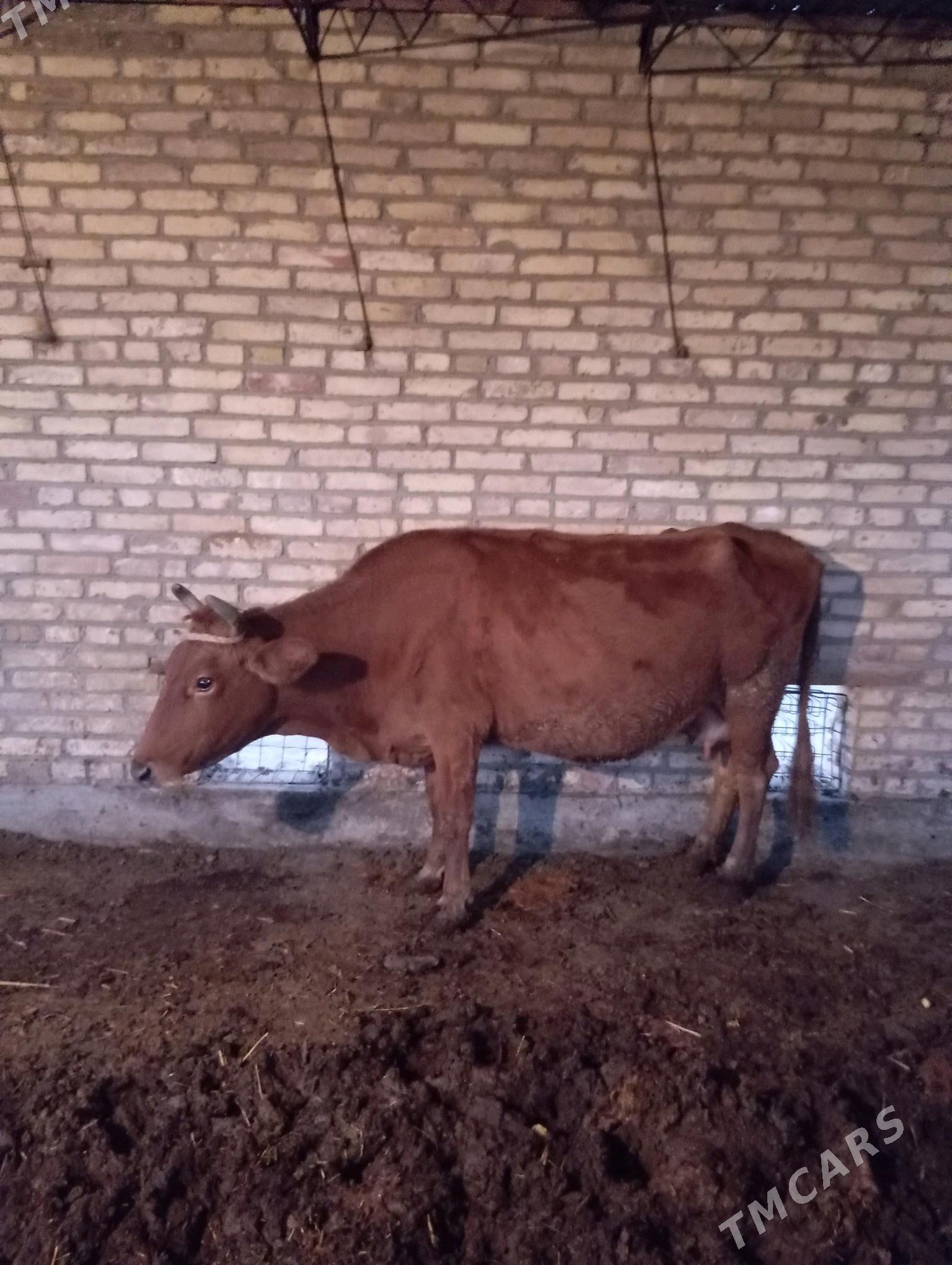 sygyr - Çärjew - img 5