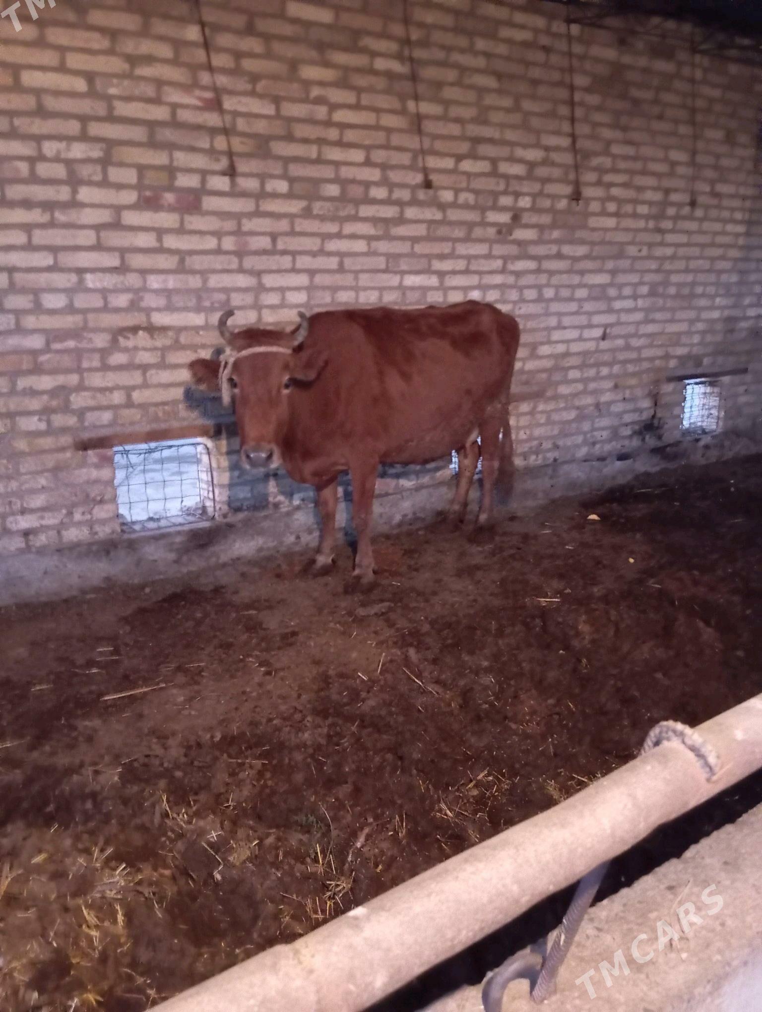 sygyr - Çärjew - img 2