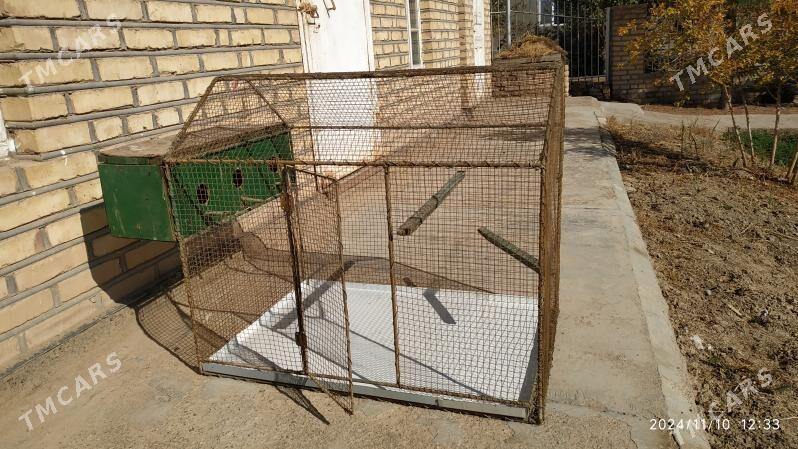 Gus Ketek. Enjam. Biznes - Murgap - img 3