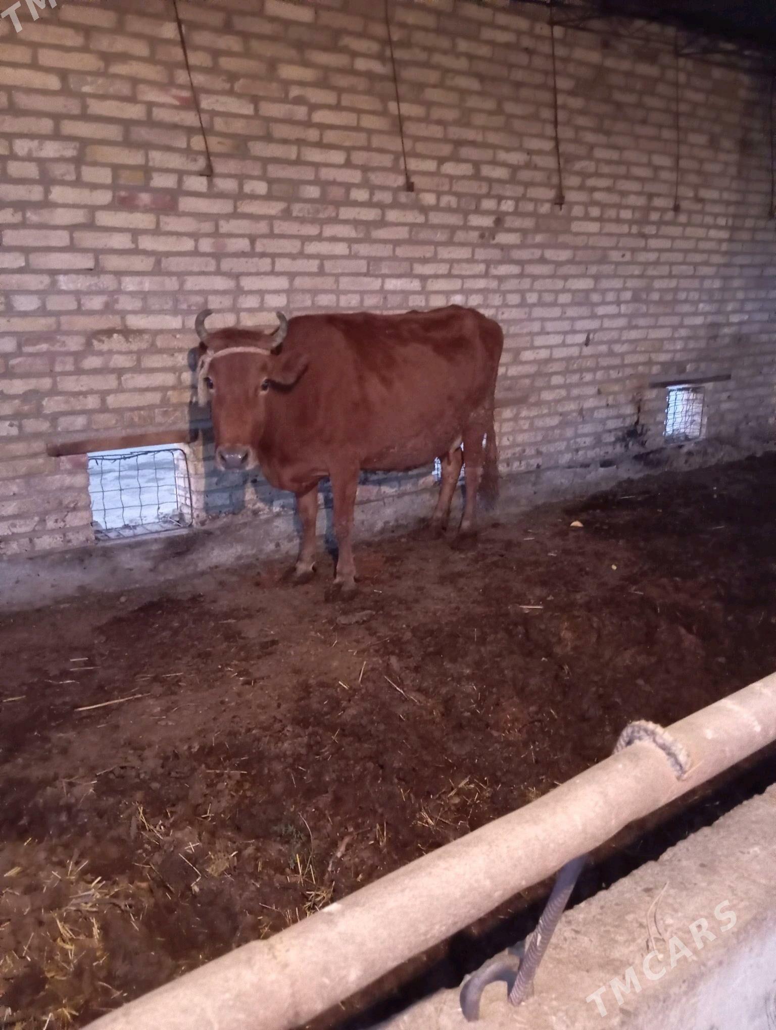 sygyr - Çärjew - img 4