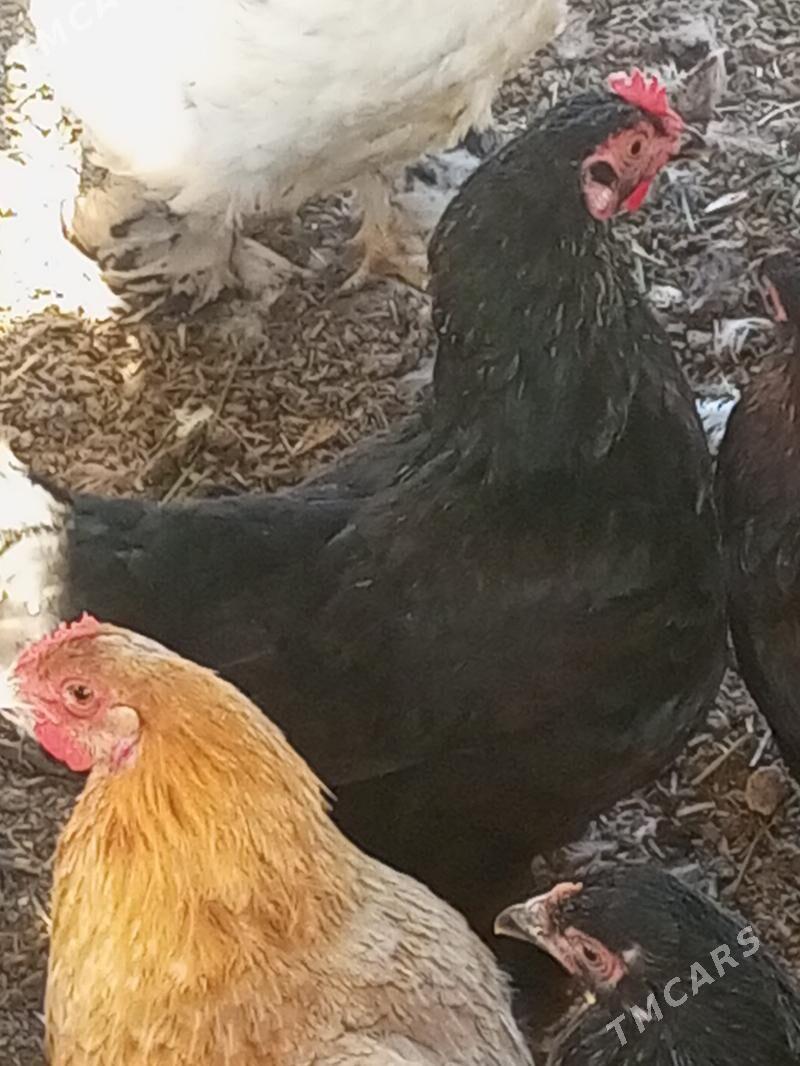 Guzlaýjy towuk. - Мургап - img 7