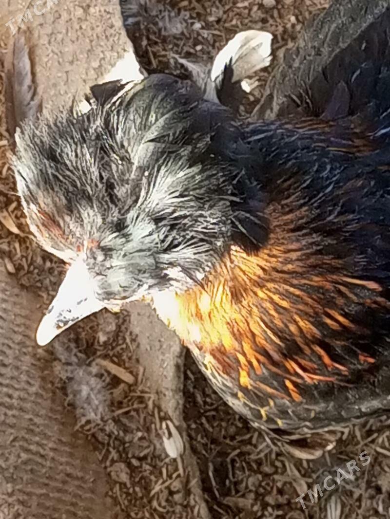 Guzlaýjy towuk. - Мургап - img 8