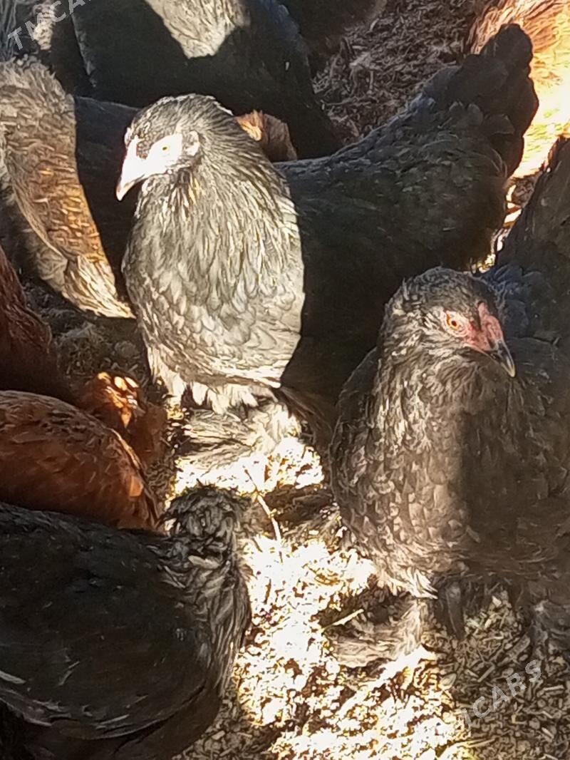 Guzlaýjy towuk. - Мургап - img 10