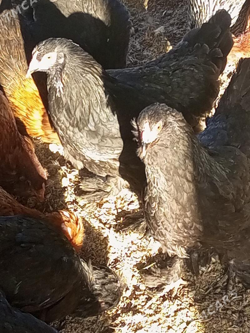 Guzlaýjy towuk. - Мургап - img 9